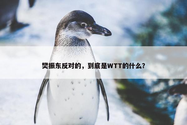 樊振东反对的，到底是WTT的什么？